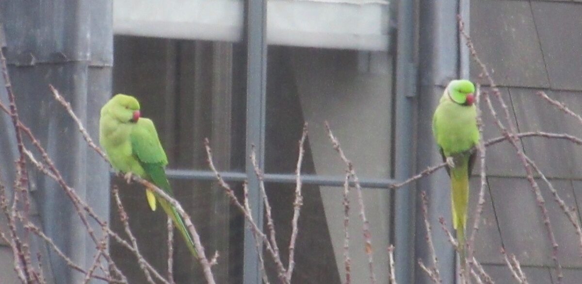 green parakeets in london