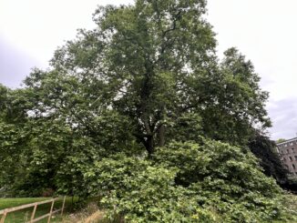 brunswick gardens plane tree