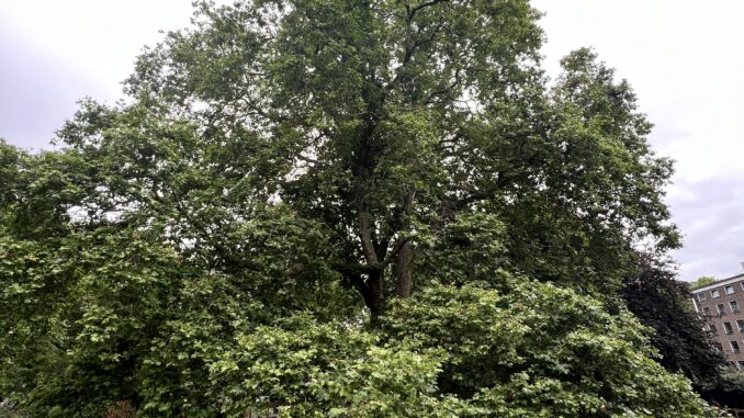 brunswick gardens plane tree