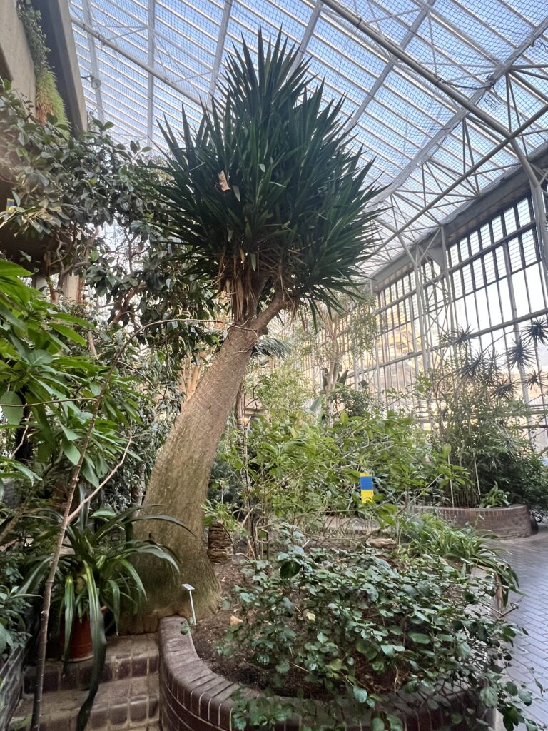 image inside the barbican conservatory